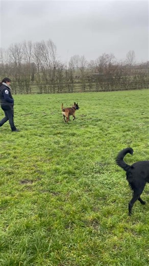 Ladies Gentlemen Zoals jullie weten, post ik mijn berichtje altijd netjes om 17u. Maar vandaag (donderdag 29 januari 2026) lukte me dat niet. Want ik beleefde een van de mooiste dagen uit mijn leven, samen met mijn favoriete asielmedewerker! We reden samen naar Hol van Pluto . Daar mochten we een ganse namiddag met de hondjes spelen! Eerst veilig en voorzichtig aan een lange lijn. Tot Lieve, de koningin van Hol van Pluto, zei: 'Dex is wel een ontzettend superlieve hond! Hij aanvaardt rustig alle