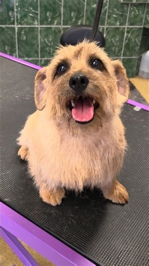 This Rare Terrier Stole My Heart! 🥹🐾