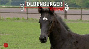 I’d like to have a foal out of my mare. How do I go about doing that? So you’d like to have one of those cute foals and breed your own mare? We’ll explain here how to do just that: https://youtu.be/IicNM22h55Q | Oldenburger Pferdezuchtverband