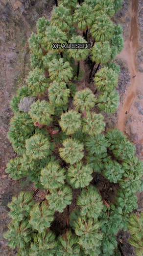Explore a Real Desert Oasis in California