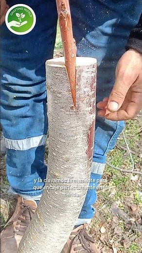 El mejor método para injertar un cerezo #grafting