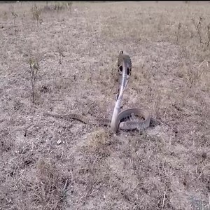 221K views · 3.8K reactions | The man who saved the snakes | Snake Farm | Facebook