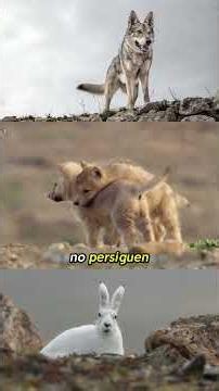 The Secret Wolf Strategy No One Told You About 🐺🔥 #Wolves #WildAnimals #ExtremeNature