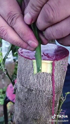 植物の接ぎ木#植物 #栽培 #grafting #接木 #fouryou #減圧 #剪定