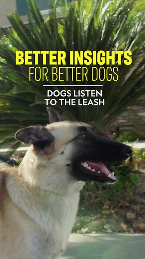 Effective Leash Training Techniques for Your Dog