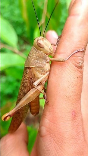 AMAZED MOMENT - big brown grasshopper, so beautiful #insects #anyuniqueanimals