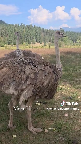 Stop Mass Suffering: Hope's Call to Action