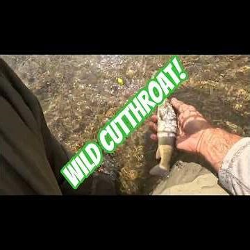 FLYFISHING the BIG HORN MOUNTAINS!! PT 2
