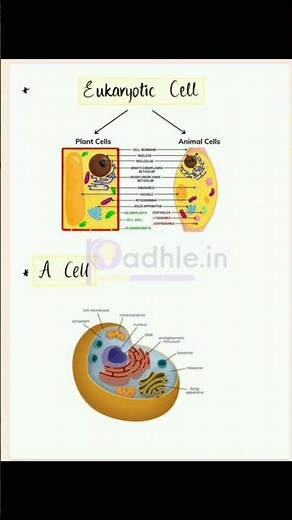 Class 9 biology chapter 3 notes 🎶