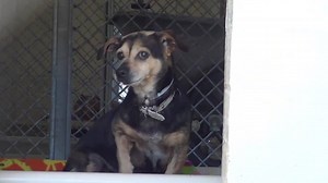 7.5K views · 357 reactions | RESCUED - moved to SAFE Album 06/15...