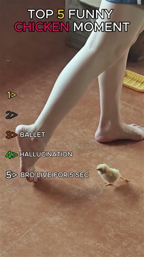 TOP 5 FUNNY CHICKEN MOMENT #funny #shorts #chicken
