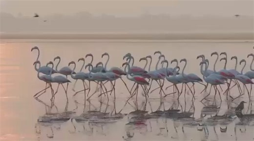 At Pulicat Lake in Thiruvallur district near Chennai, flamingos create a magical spectacle, their pink hues shimmering across the waters and transforming the landscape into a living canvas. Pulicat is India’s second-largest brackish water lagoon, after Chilika Lake & shares its borders with Tamil Nadu & Andhra Pradesh. Lying along the Central Asian Flyway, its nutrient-rich mudflats serve as vital feeding grounds, drawing thousands of flamingos each season from distant regions #Pulicatlake #flam