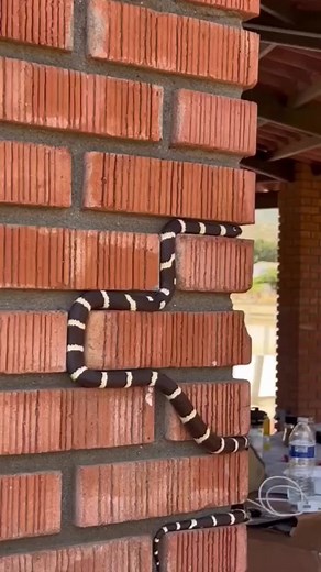 Funny_zk on TikTok