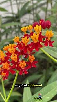 Asclepias viridis 🌿 the milkweed monarchs actually need 🦋