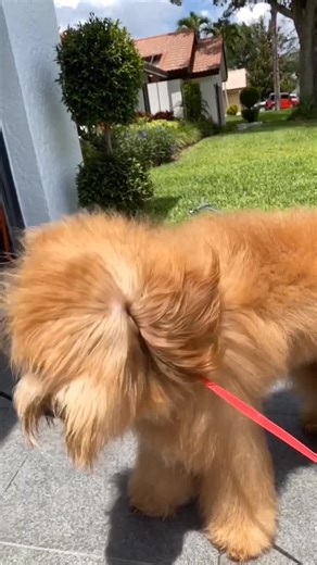 Dog Grooming Tutorial: Learn From Me!