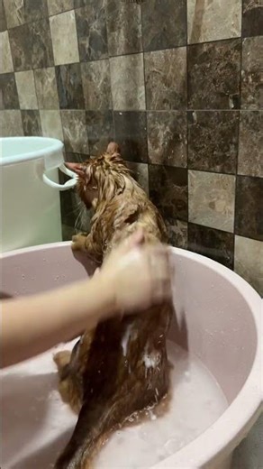 Mandiin pakai shampoo khusus kucing ya guys