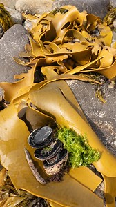 The lads were pretty sceptical about eating seaweed, so I’ll happily take a 6 out of 10 from Dan for this seaweed salad experiment. In my book Eat Wild I play with seaweeds with Fleur Sullivan and Peter Langlands, and with Dan we even put pāua into rimurapa bull kelp bags, for the hāngī. Pretty fun, special and delicious! | Sophie Merkens
