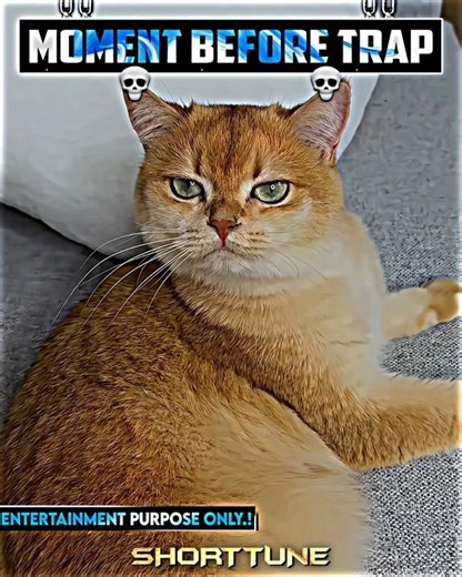 Cat trap 💀