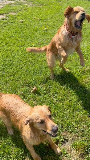 It’s a chill day with the big dogs at the Dog House. Some familiar faces and some new ones too! They just carry on and do their own things 💗🐾 | The Dog House