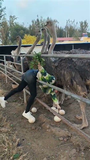 #funny #ostrich