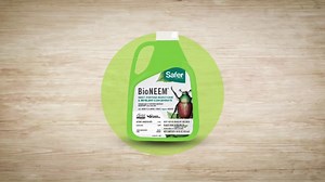 Stink bug infestation warning: THREE tell-tale signs of stink bugs