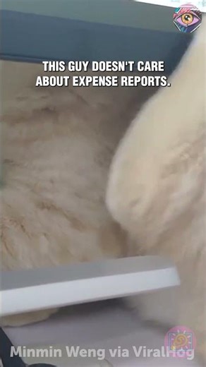 The Itch That Won’t Quit: Cat vs Technology 😂