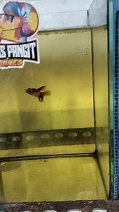 18K views · 501 reactions | Betta grooming part 2 Halfmoon multi #binettakitkoyan #binettakitcure #binettakitcurekoyan #bettakitcure #dapyariver #lexbettamanila #bettaphilipines #bettatok #bettafishcommunity #bettaphilippines #bettafish #betta #bettalover #bettacommunity | Lex Betta | Facebook