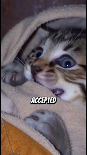 "Scared Kitten Doesn't Trust Humans... Watch What Happens After 30 Days 🐱💔"