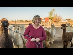 A Day In The Life: Humming Desert Alpacas