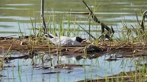Environmental disaster. Gull ate the poisoned fish. Now the seagull is almost motionless and will die soon, a dying fish flutters nearby in the water