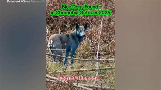 Blue Dogs Found In Chernobyl