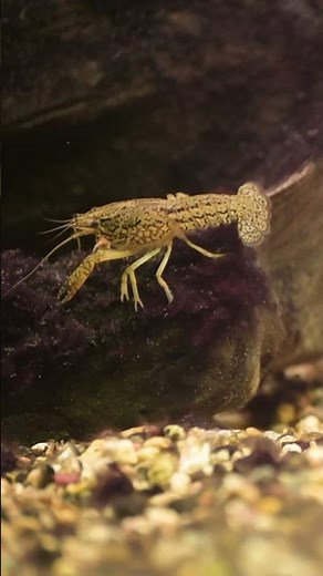 All About The Krill #krill #shorts #short #sealife