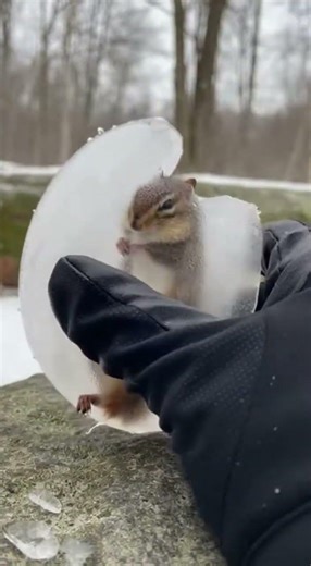 Frozen chipmunk ￼gets free by breaking the ice🐿️ #rescue #rescueanimals ￼