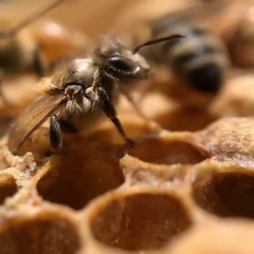 An emerging worker bee! 🐝 See how fluffy she is! Like she has bed hair 🤣 Did you know, the first task for a newly-emerged worker bee is to clean her own cell? Worker bees are all female. They live for around 6 weeks, and do many different jobs in the hive throughout their short life. A worker bee spends about half its life as a house bee and the other half as a field bee. House bee roles include cleaning, nursing, undertaker, architect, builder, temperature-controller, guard, honey-maker, and 