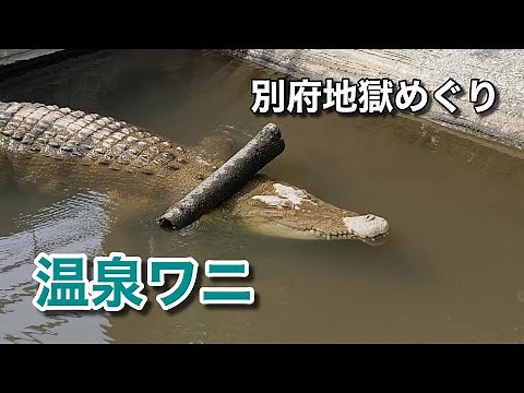 別府地獄めぐりで発見！これぞ温泉ワニ♪（鬼山地獄）【グルメ刑事の法則】大分県／vol.368