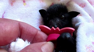 Despite a rough start to life, Miss Betsy who was rescued earlier in the season is now in creche and on her way to freedom. Creche is a very important step that dehumanises our orphans and as they share a cage with adult rehabbing adults, many important and valuable lessons are learnt. Once the release hatch is opened, hand raised flying juveniles like Miss Betsy will leave the cage at their leisure and fly out to learn about their world and to start a very exciting time in their lives. Support 