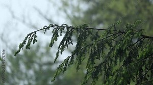 rain falling on hemlock tree needles foliage (trees in rain shower storm) wet leaves cones pine close up spring time new growth shoots tips on conifer