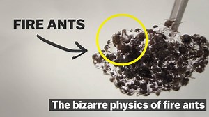 12M views · 7.4K reactions | Fire ants exhibit both solid and liquid properties because they build structures with their own bodies. | Vox | Facebook