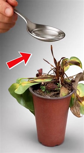How to Revive Any Dying Plant With This Simple Trick (Works Every Time!) | Gardening Tips and Tricks