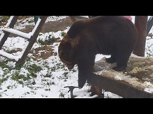 Медведь Мансур очень рад первому снегу 🐻❄️ Mansur bear is happy with the first snow of the year