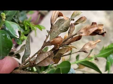 A close look at Volutella Buxi a plant pathogen that infects stressed Buxus plants.