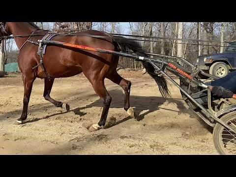 The Different Gaits in Harness Racing