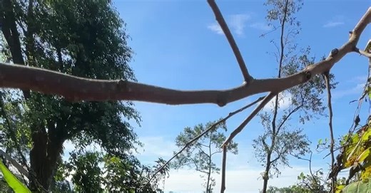 The World Wants More Ube. Philippine Farmers Are Struggling to Keep Up.