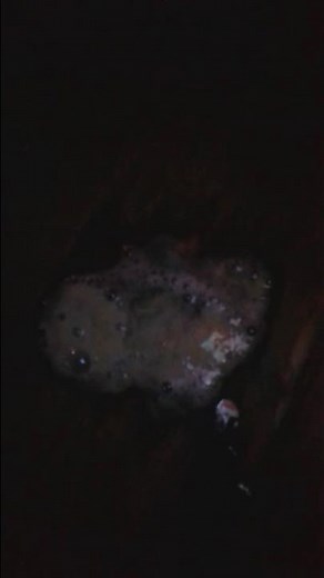 REAL homunculus created with ostrich egg