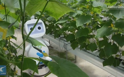 AI-powered, 5G-enabled robot put into use in E. China's greenhouse