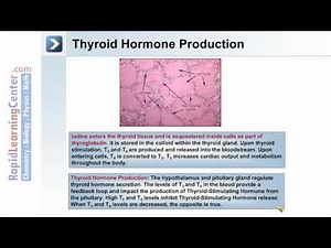 The Endocrine System - Part 2 of 3