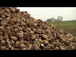 Sugar beets could become blood substitute