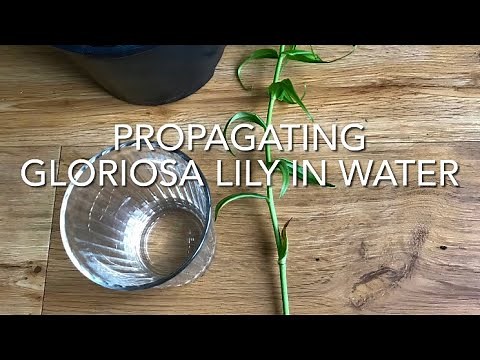 Propagating Gloriosa Lily In Water, Taking Cuttings Of Gloriosa Superba