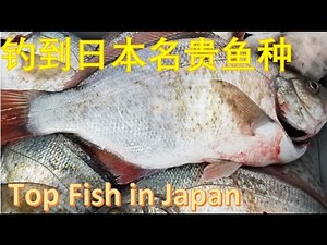 Wastport WA Surfperch Fishing!Tips,Skills,Read Surf,Tide,Beach for Ocean Shores,Long Beach,July 2020