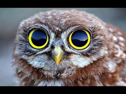 Animales asombrosos (Documentales sin publicidad)